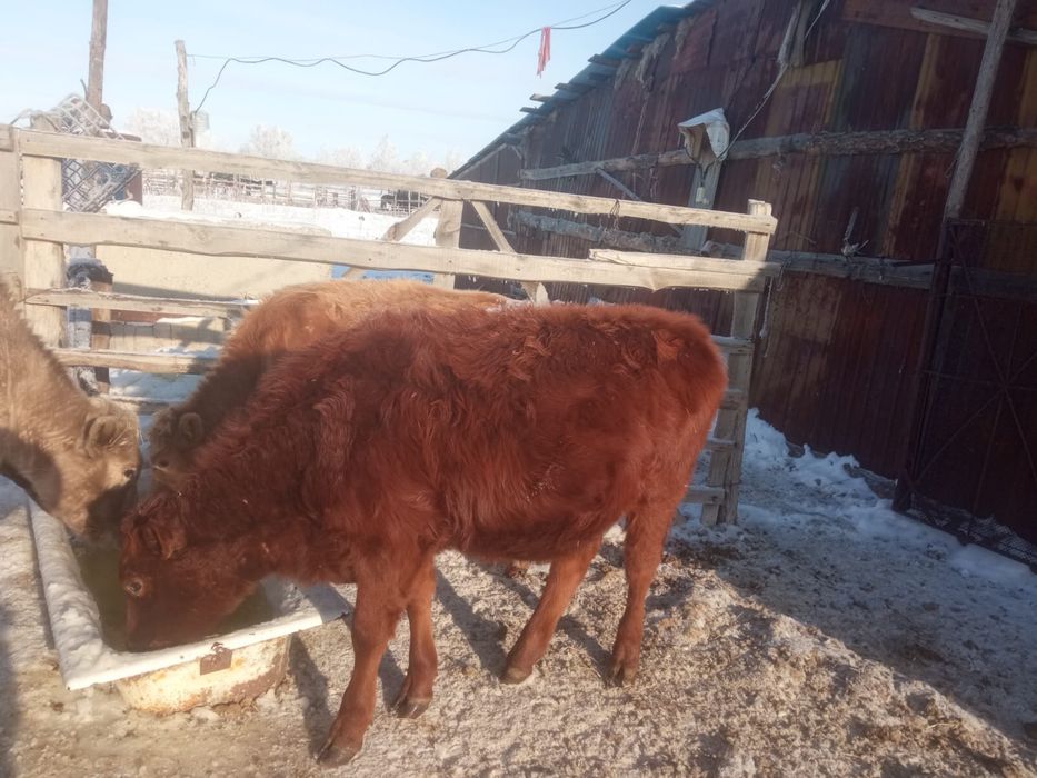Продается КРС, бычки и телочки