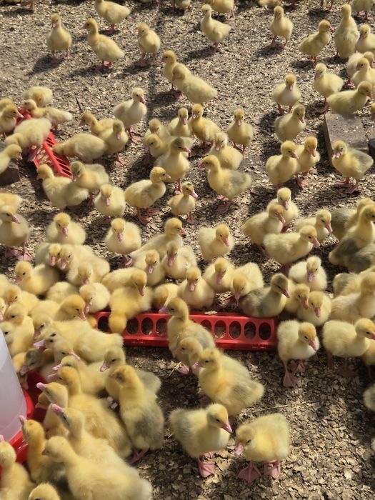 Гусята утята продам пишите