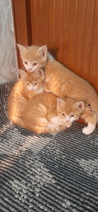 Мушукчалар бор  зотдор текинга бераман