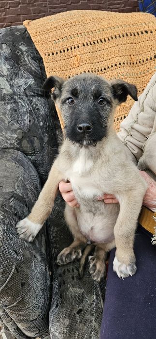 Классные дворянчики  в добрые руки!