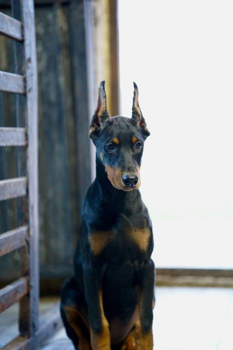 Продаются щенки добермана