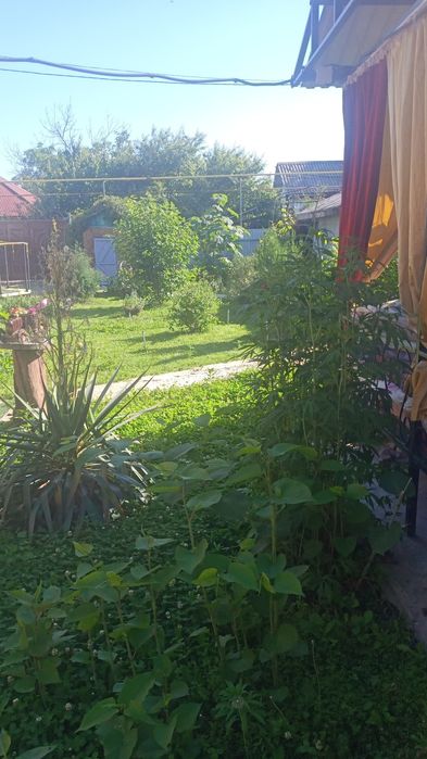 Сдаём дачу посуточно  на Кайнар булаке