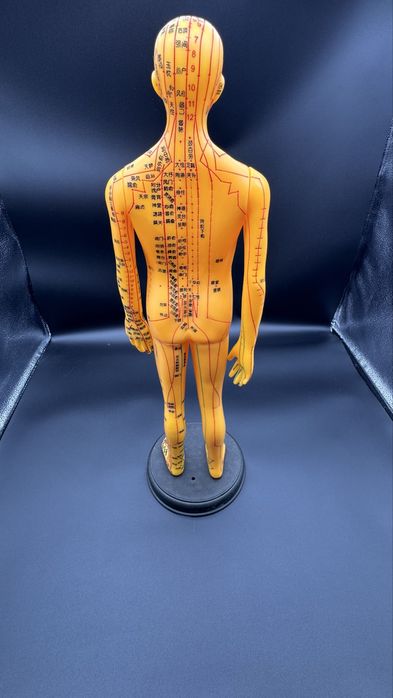 .Анатомический Торс макет  муляж 85см 19 деталий.Anotomik tors 85 cm