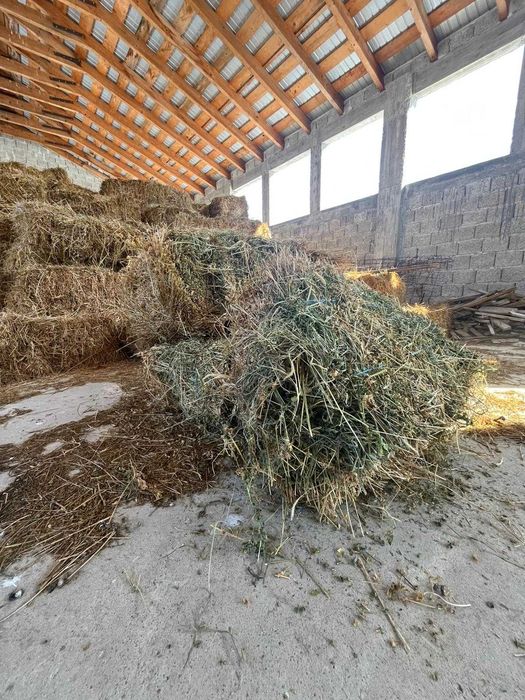 Vând baloți de lucernă – Piatra Neamț și împrejurimi