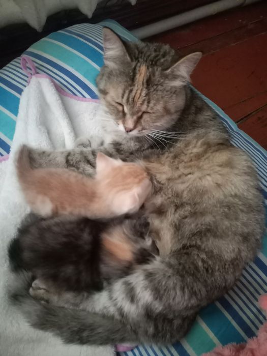 Отдам котят в добрые руки