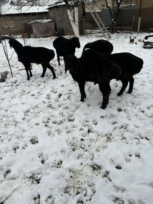 Тоқты қошқарлар