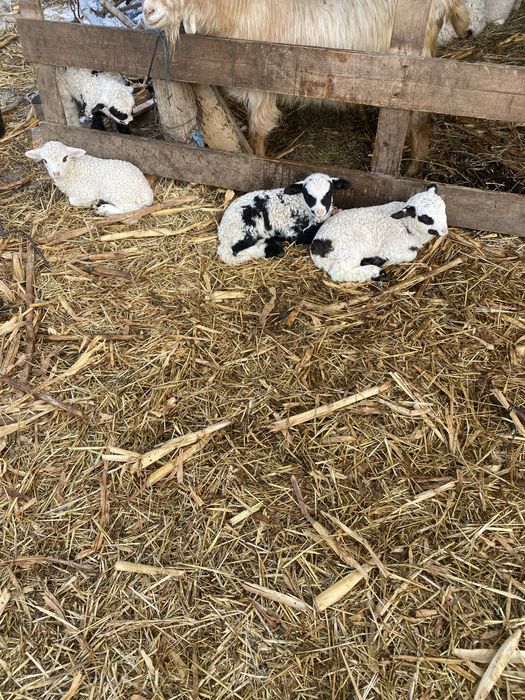 Vand. Miei. De. Doi.