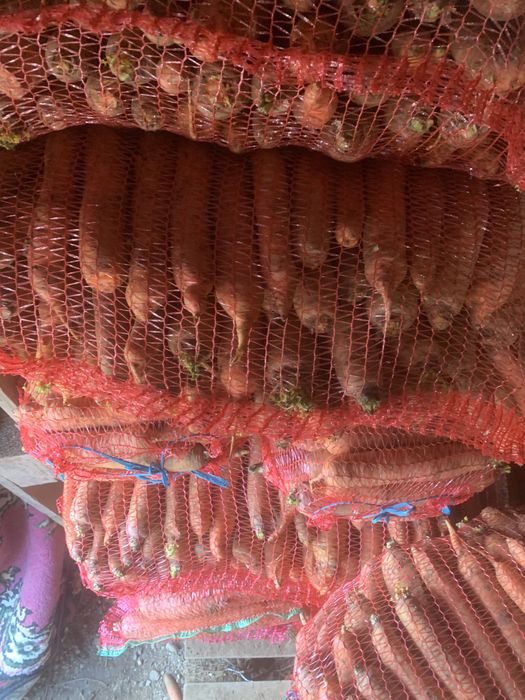 Morcovi dulci si lungi