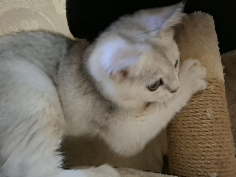 Котик Серебристая шиншила
