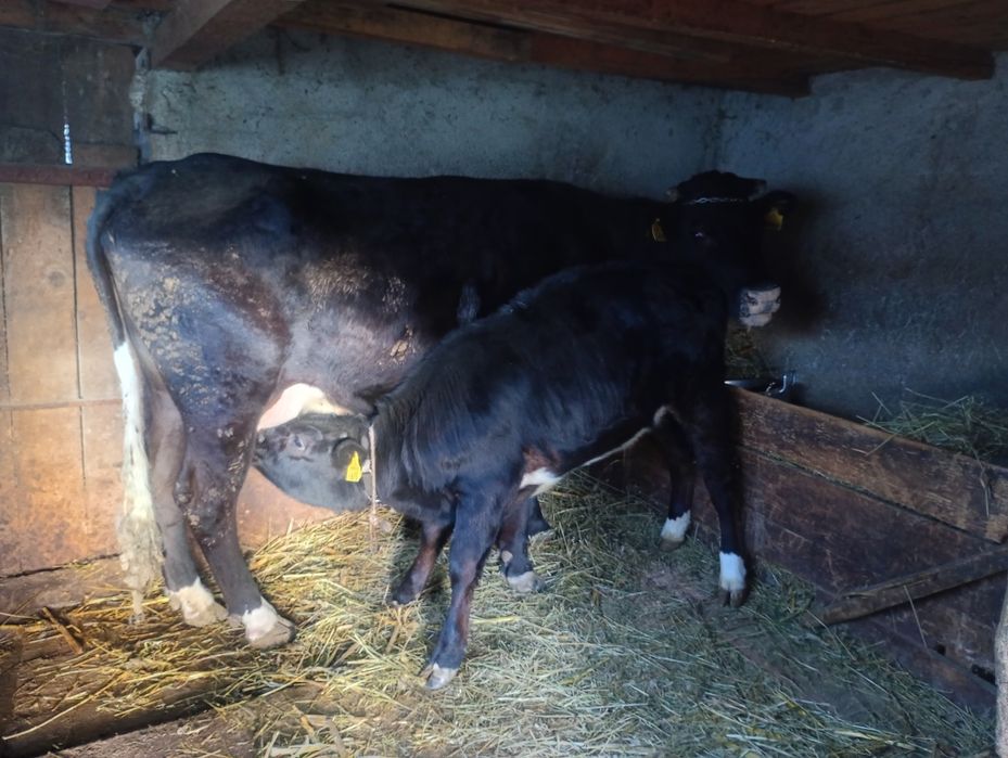 Vând vacă cu vițică