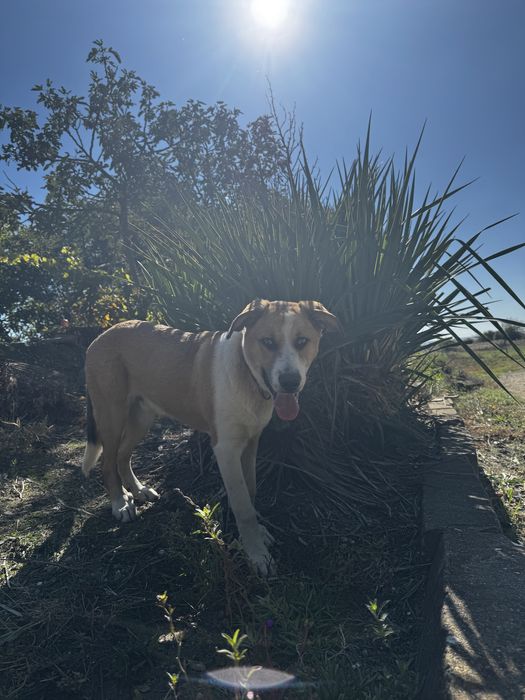 Подарявам куче(Алабай с Ретрийвър смеска)