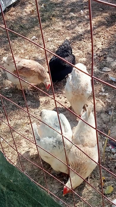 Жас тауықтар сатылады