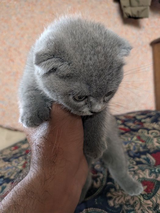 Продаются котята