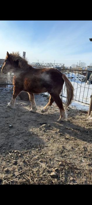 Продам  Советского тяжеловозова