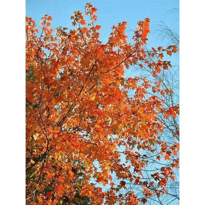 Artar rosu acer rubrum October glory   acer negundo Flamingo aurea