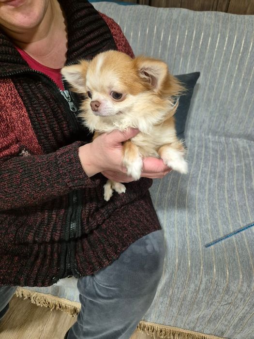 Чихуахуа подросток