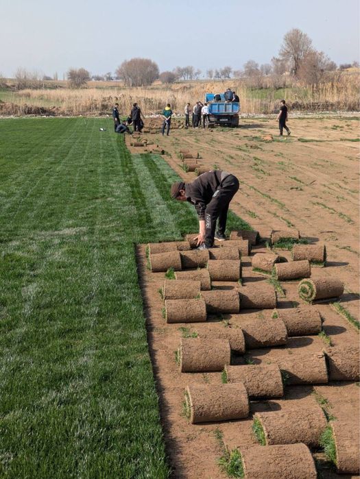 Gazon optom | tayyor gazon | рулонные газоны оптом