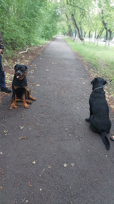 Ищем подружу для нашего мальчика