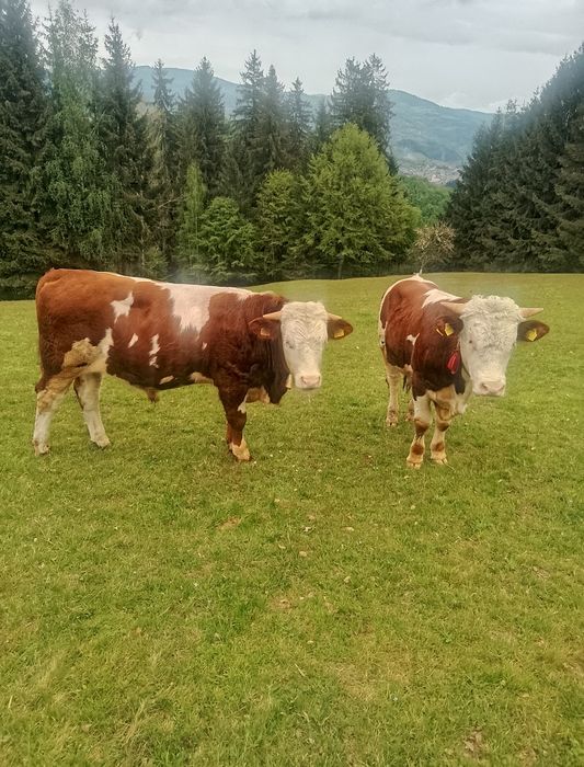 Junci de vanzare