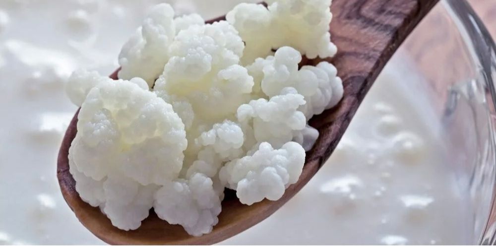 Тибетский молочный гриб