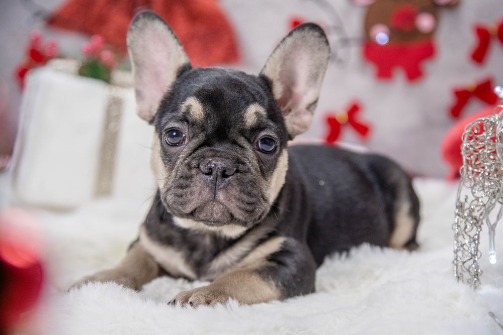 bulldog francez black tan