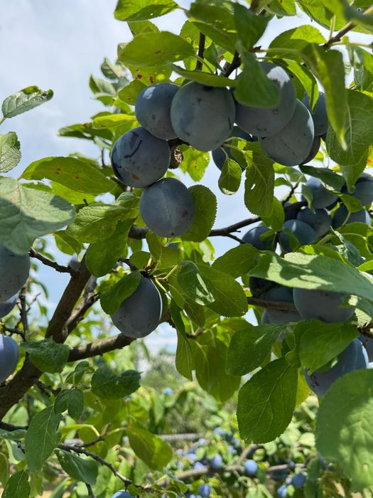 Vand prune din livada proprie