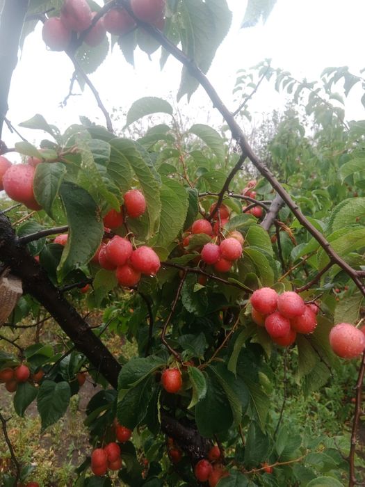 Продам дачу пкст краснопартизанское