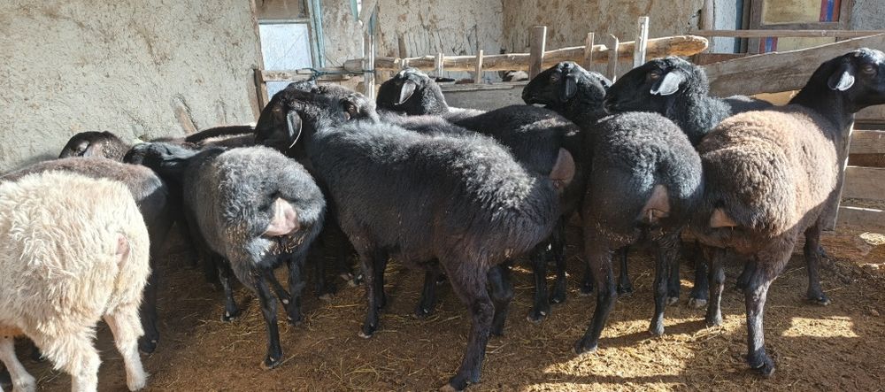 Xisori bugʻoz egiz tugʻadigan qoʻylar sotiladi