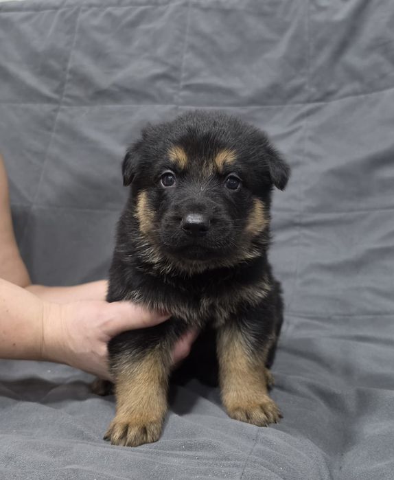 Немецкая овчарка