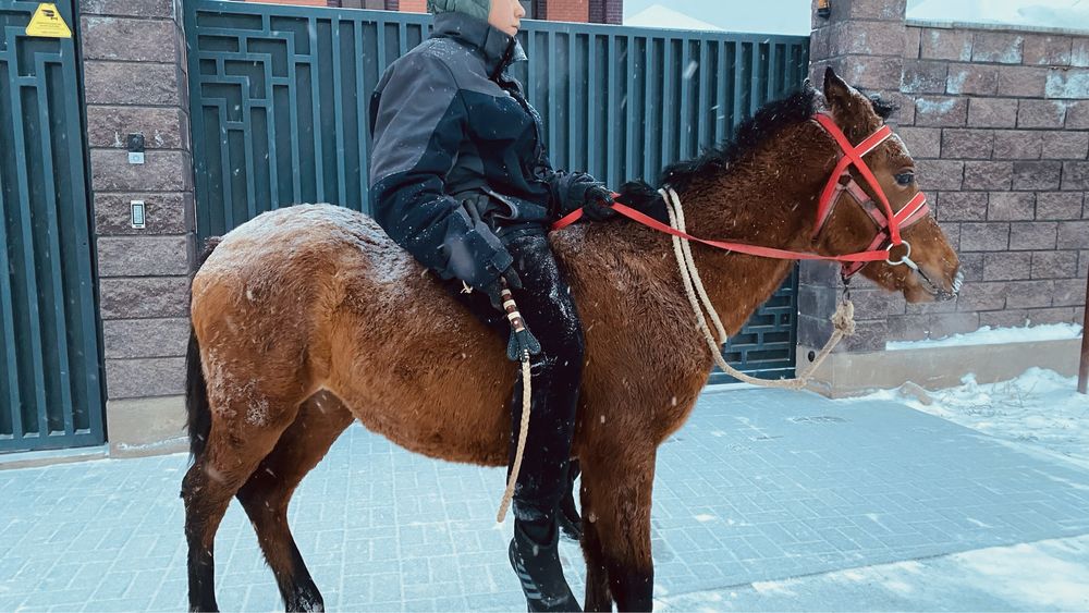 Жабагы тай сатылады
