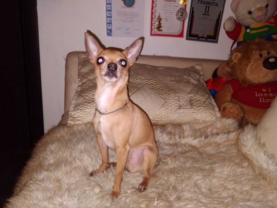 Вязка той терьера мальчика