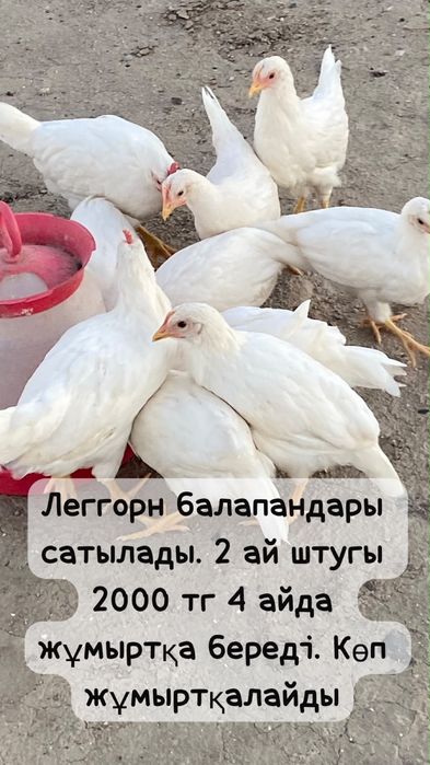 Леггорн балапандары сатылады. Цыплята 2 месец штук 2000 тг