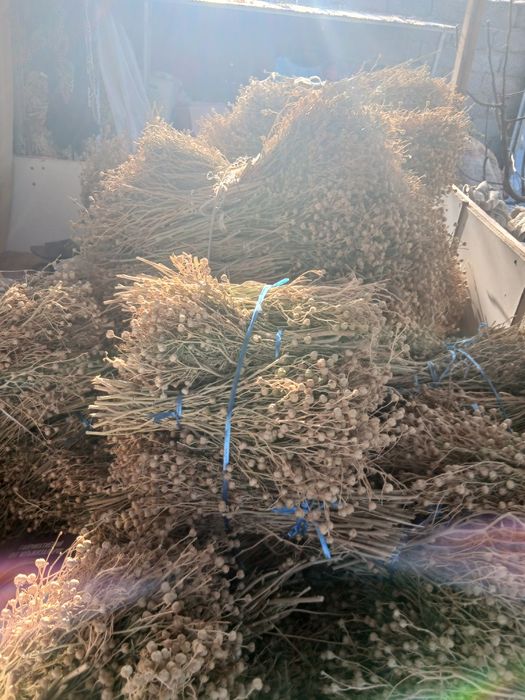 Продаётся исирик