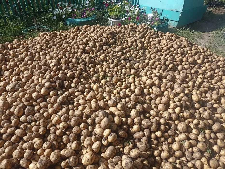 Домашняя картошка