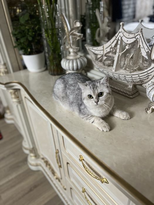 Серебряная шиншилла киз бола
