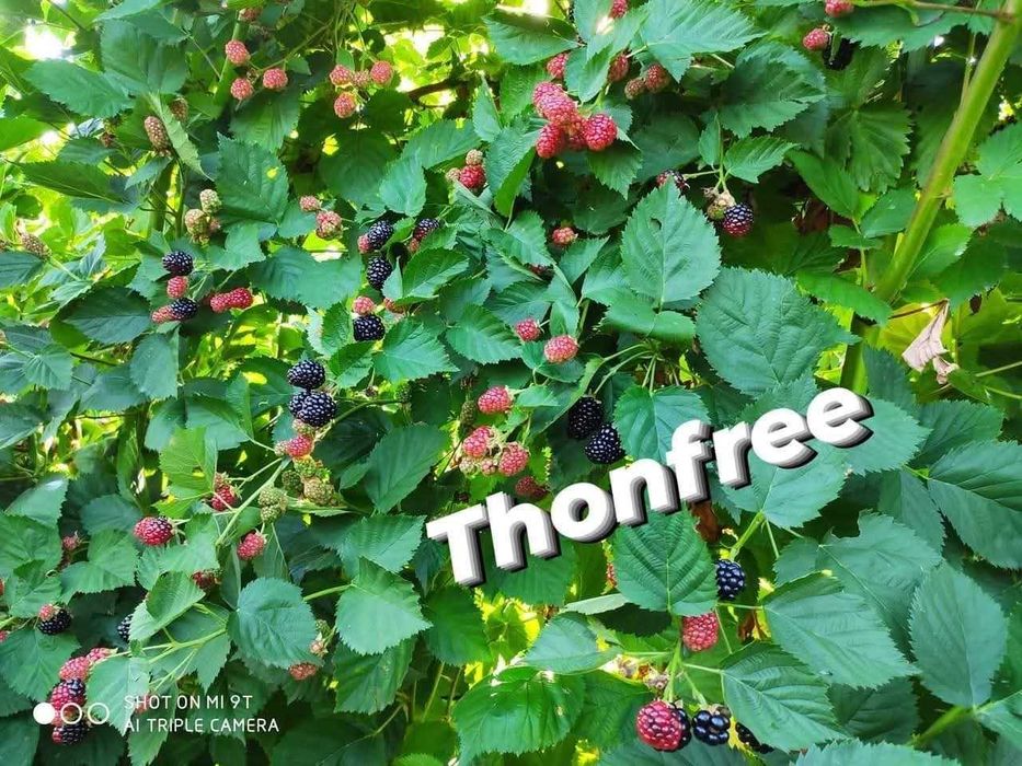 Plante de vânzare zmeura si mure