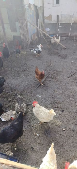 Молодые куры несушки, петухи, гуси