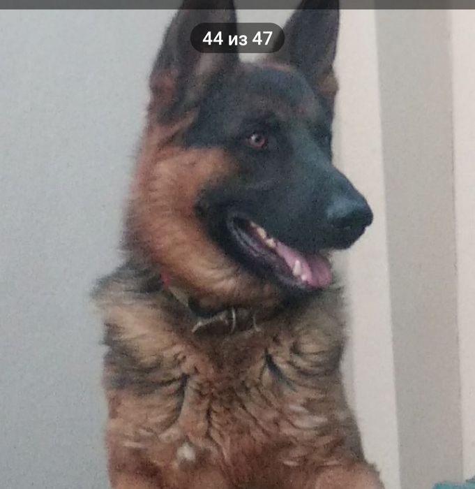 ВЯЗКА. Кобель немецкой овчарки