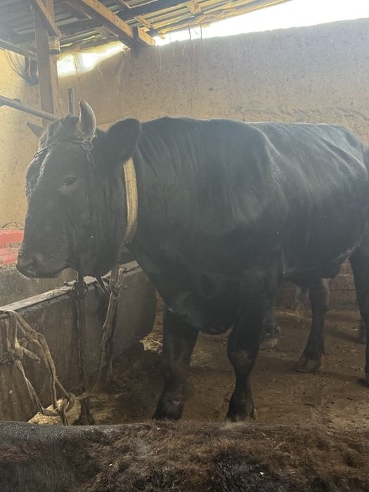 Buqa sotiladi 45mln