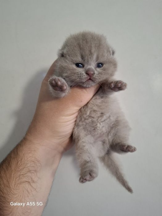 Vand motanel British shorthair !