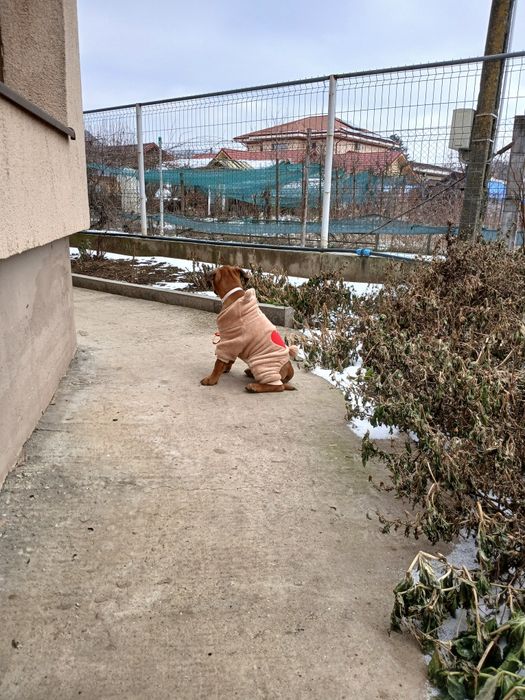 Boxer german femela 5 luni