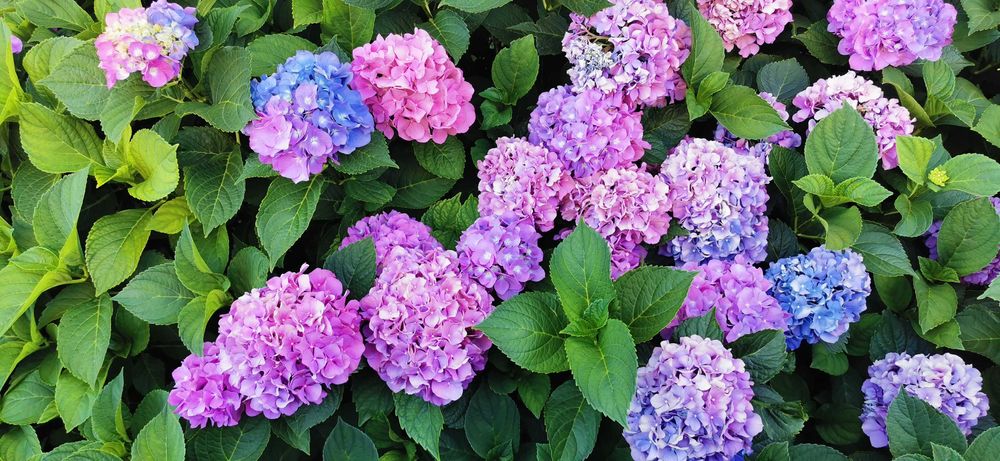 Продава се Едностаен апартамент в Свети Влас - 55 кв.м за 1600 €/кв.м - Снимка #13