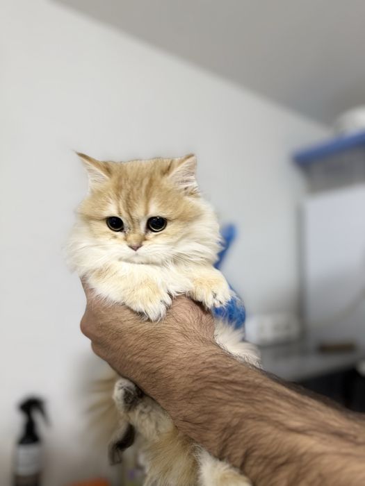 Кошка Британский золотый шиншила