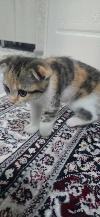 Кошки, Скотиш фолд