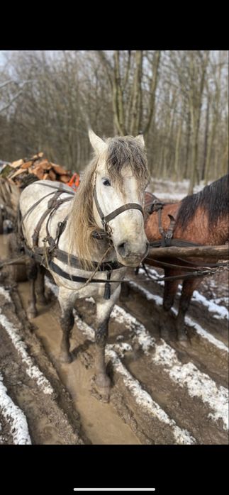 De vanzare !! Un armasar de 8 anii!!