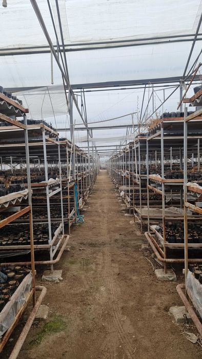 20 sotix hovli 18 so'tix issizqhonasi 1 hona uyi b-n sotiladi