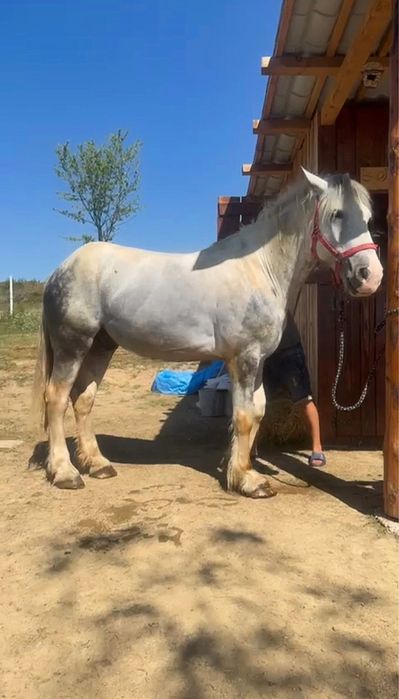 De vanzare cal Echitatie Pinto