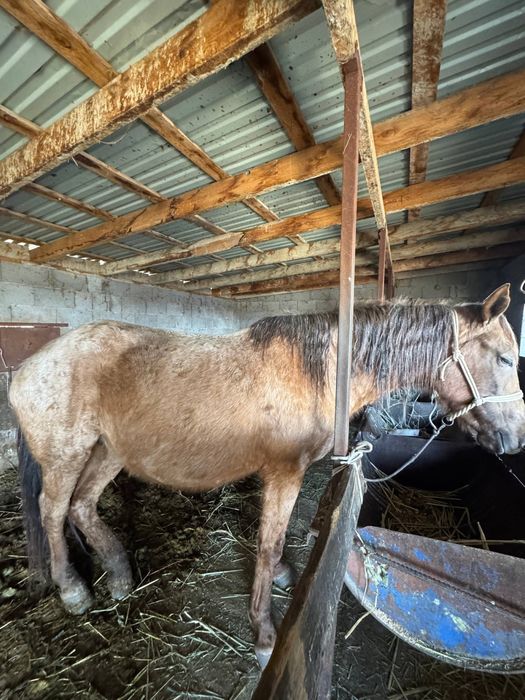 Кобыла беременная