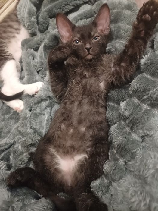 Катята  канадский  сфинкс  браш