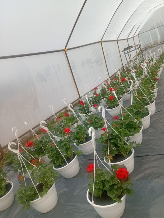 De vanzare Petuni Muscate 0758208858